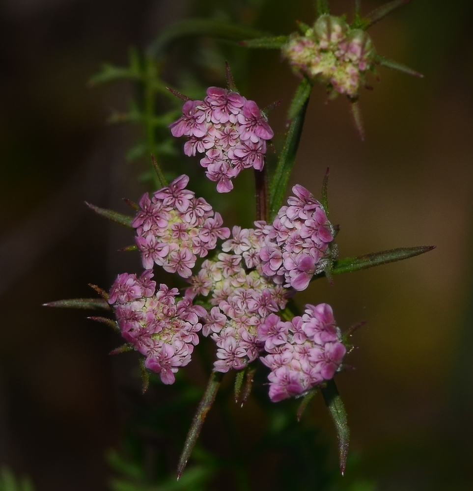 Image of Daucus glaber specimen.