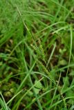 Carex drymophila. Верхушка побега с соплодиями и отцветшими мужскими колосками. Приморский край, Шкотовский р-н, окр. пос. Штыково, левый берег р. Артёмовки, долинный ильмово-ясенёвый лес. 08.07.2014.