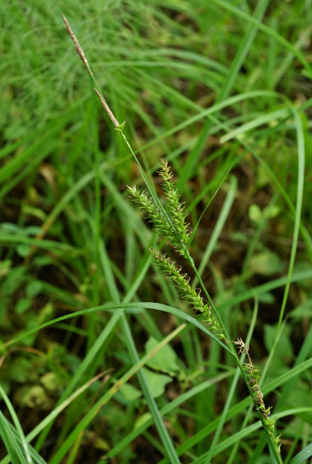 Изображение особи Carex drymophila.