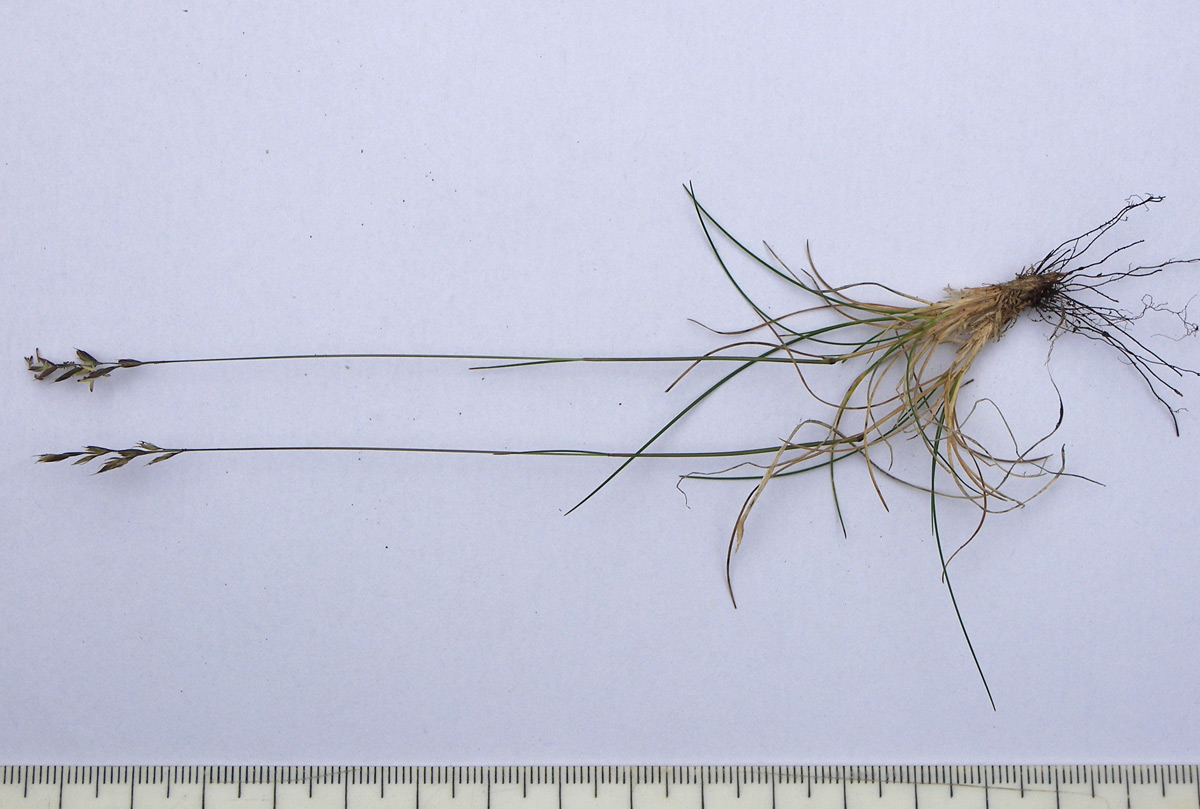 Image of Festuca ruprechtii specimen.