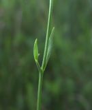 Campanula altaica. Часть побега. Белгородская обл., Губкинский р-н, зап. \"Белогорье\", участок \"Ямская степь\". 16 июня 2009 г.