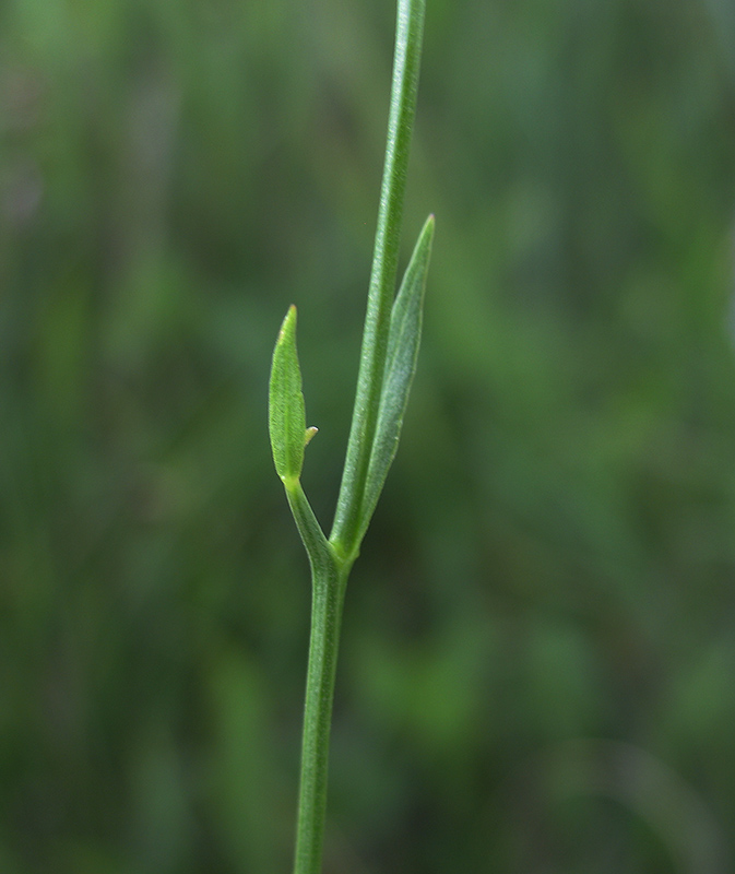 Image of Campanula altaica specimen.
