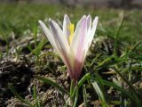 Colchicum kesselringii