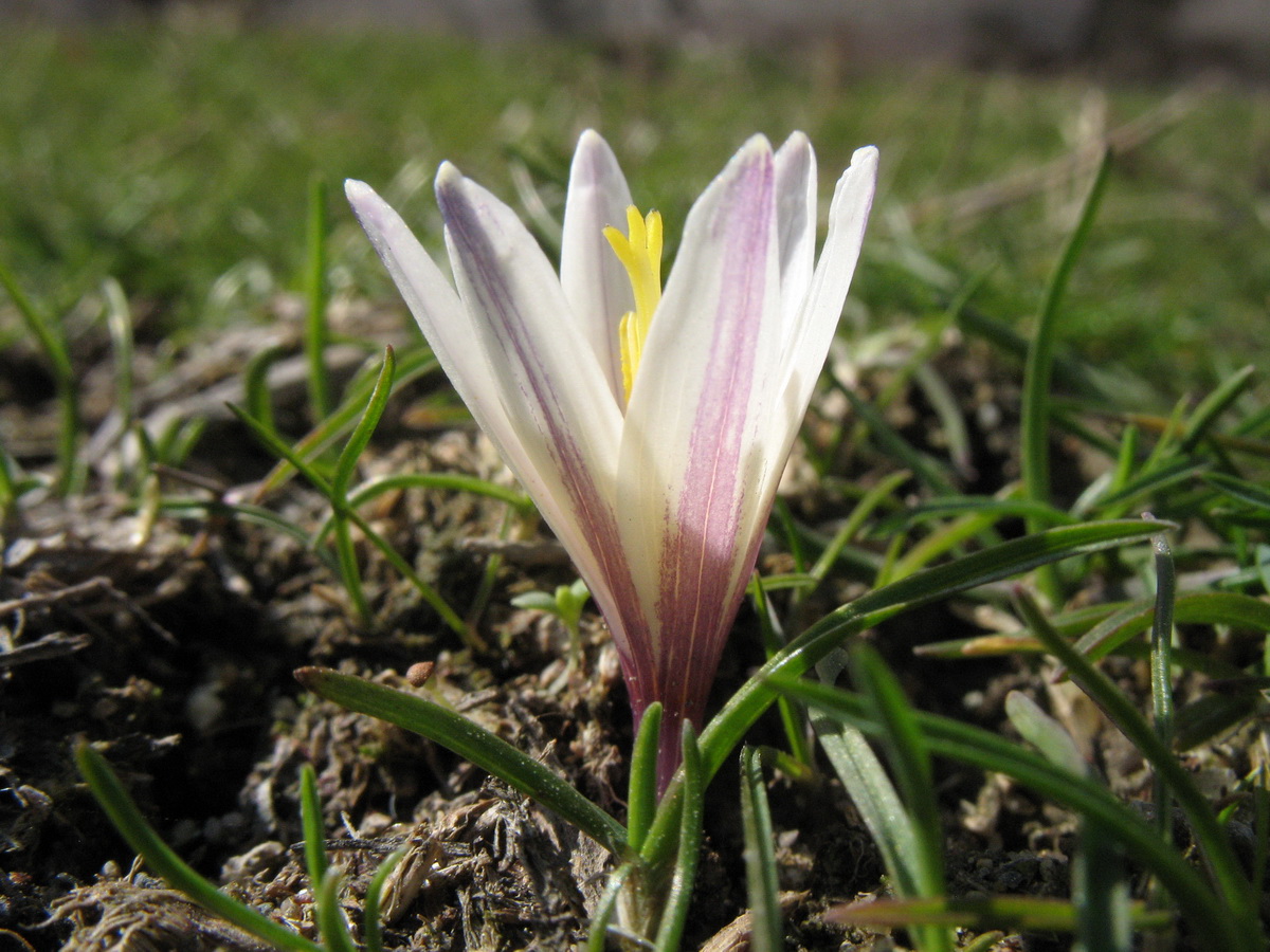 Изображение особи Colchicum kesselringii.