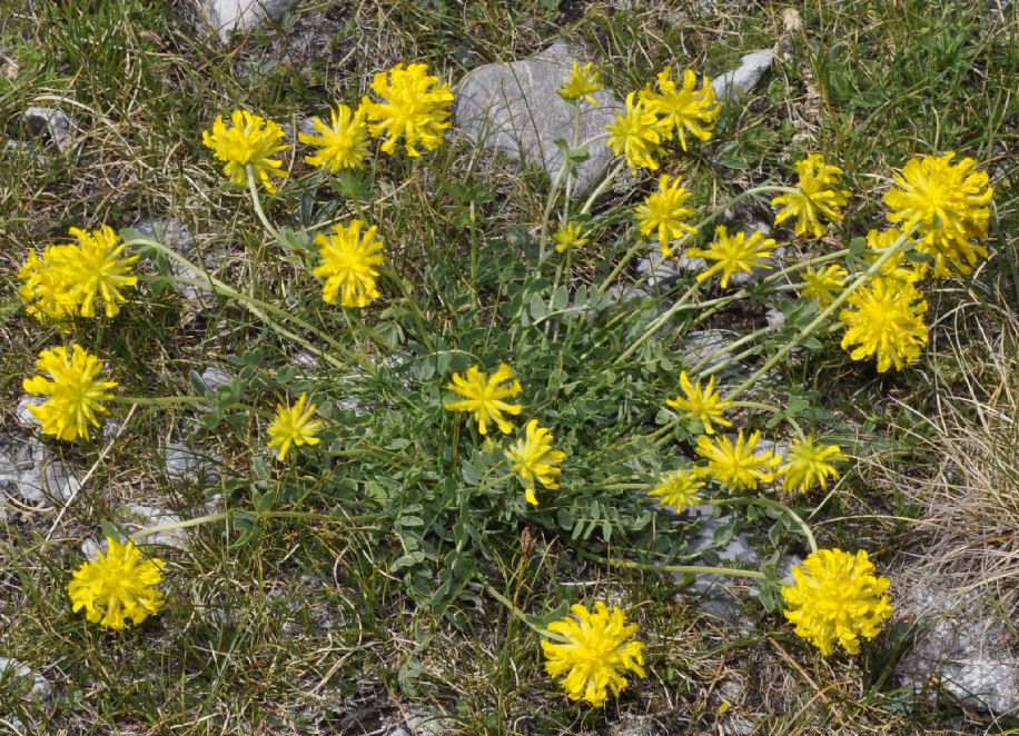 Изображение особи Anthyllis aurea.