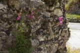 Antirrhinum majus. Цветущие растения на скале. Греция, Ионическое море, о. Κέρκυρα (Керкира или Корфу). 18.05.2014.