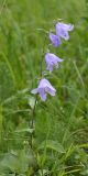 Campanula rapunculoides