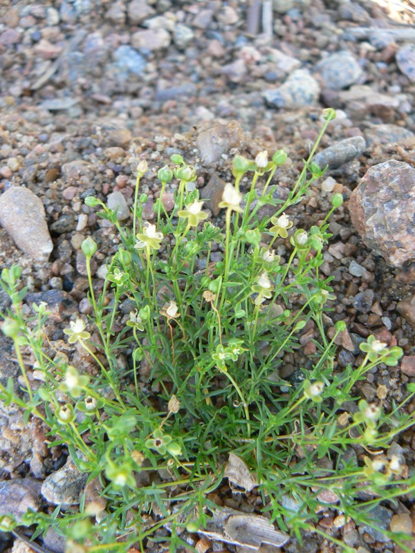 Image of Sagina procumbens specimen.