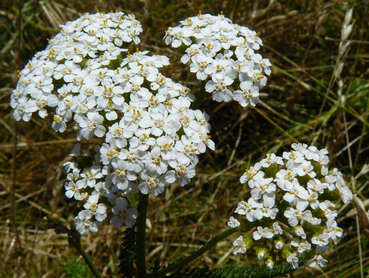 Изображение особи Achillea millefolium.