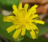 Hieracium scabiosum