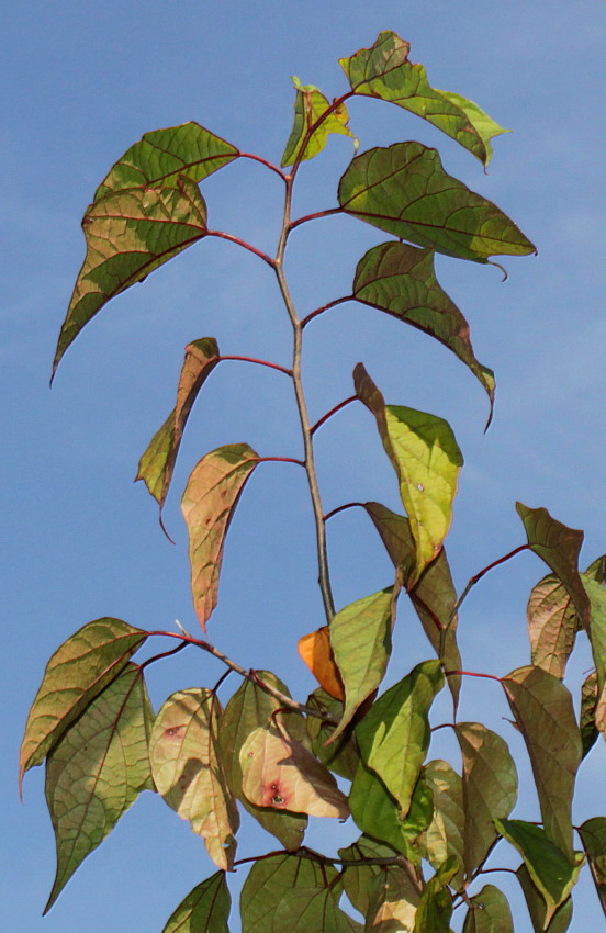 Image of Alangium chinense specimen.