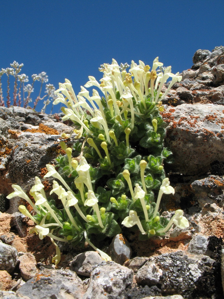 Image of Scutellaria immaculata specimen.