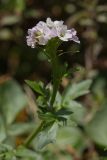 Cardamine seidlitziana