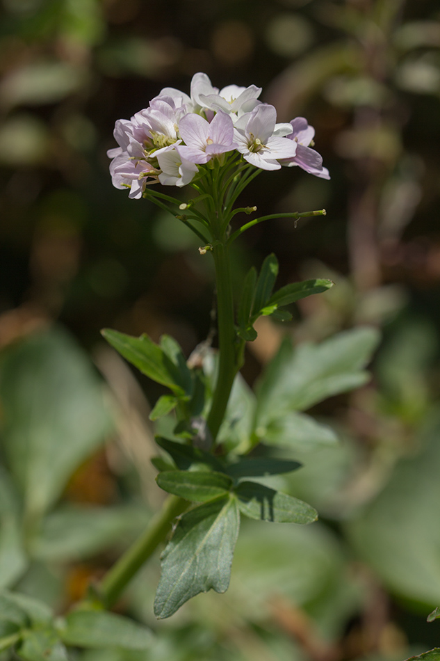 Image of Cardamine seidlitziana specimen.