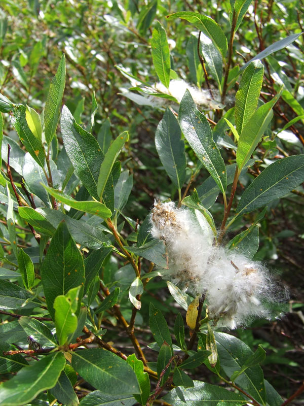 Изображение особи Salix phylicifolia.