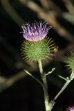 Cousinia sewerzowii