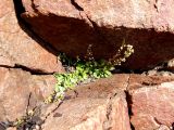 Cochlearia officinalis