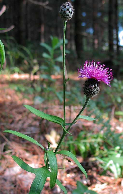 Изображение особи Centaurea scabiosa.