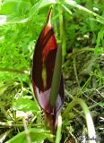 Arum elongatum