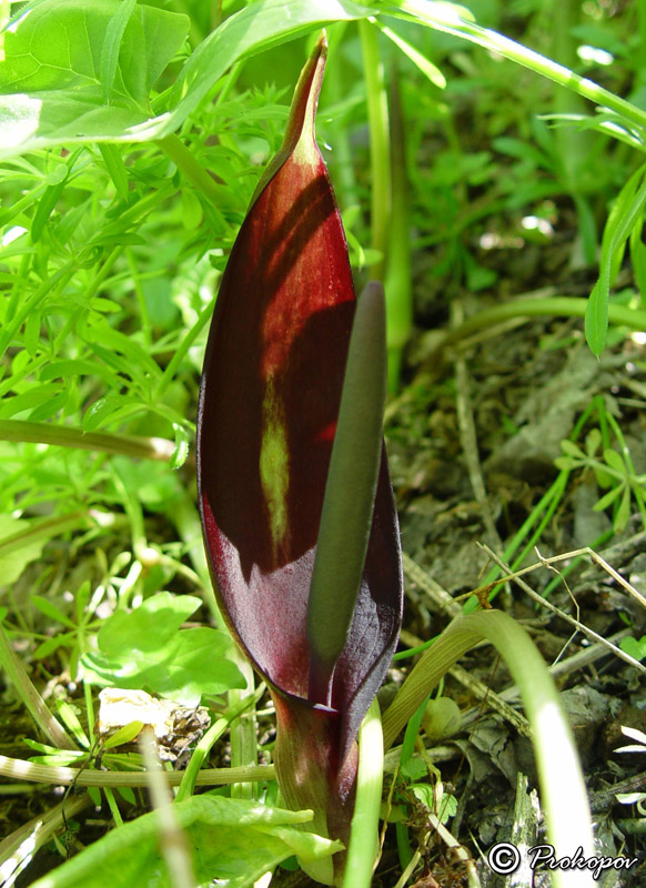 Image of Arum elongatum specimen.