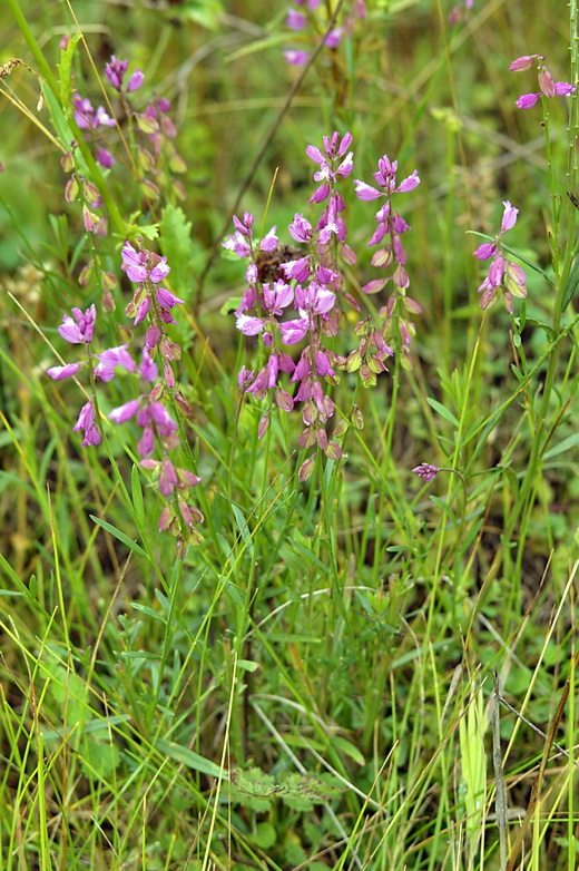 Image of Polygala wolfgangiana specimen.