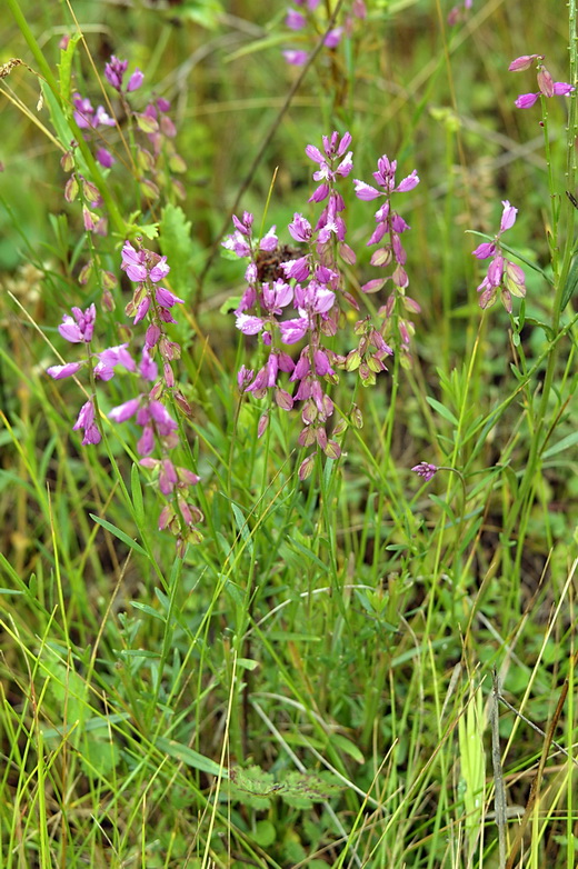 Изображение особи Polygala wolfgangiana.