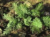 Polypodium vulgare