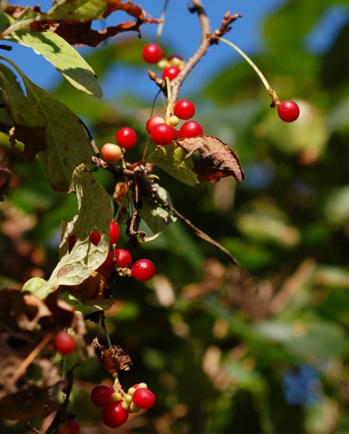 Image of Schisandra chinensis specimen.