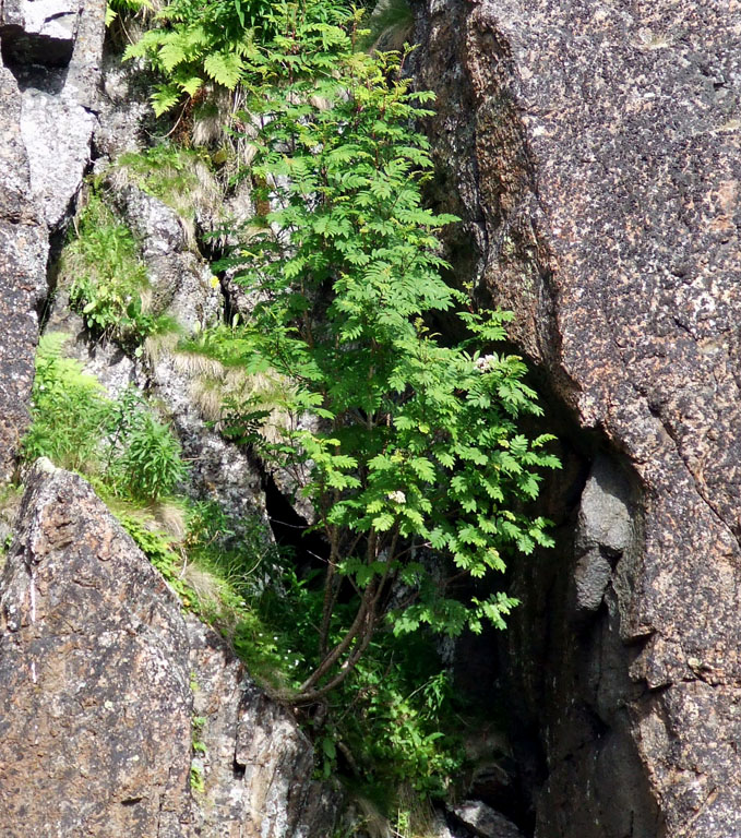 Image of Sorbus aucuparia ssp. glabrata specimen.