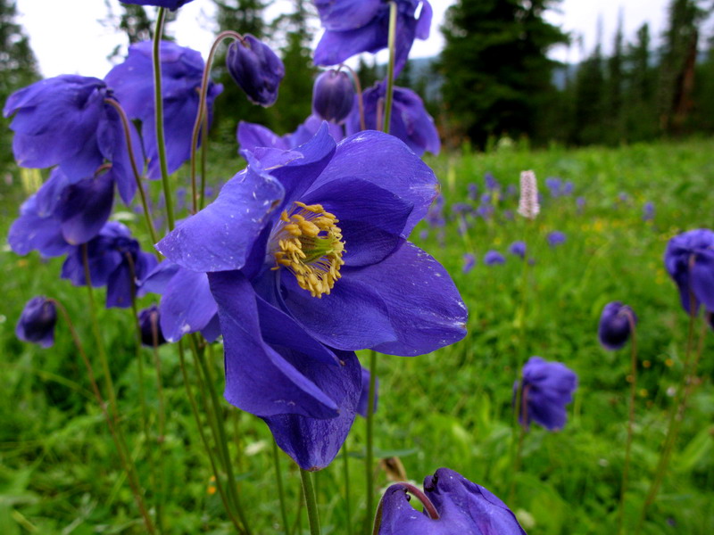 Изображение особи Aquilegia glandulosa.