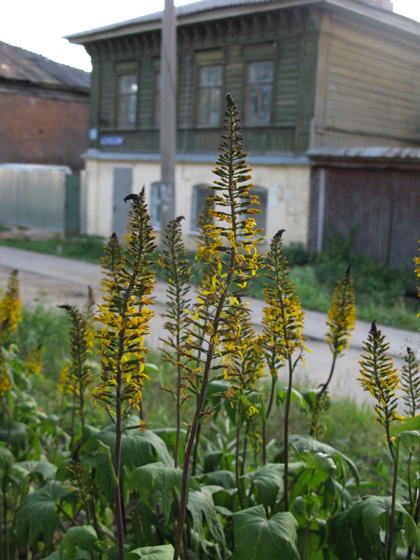 Image of Ligularia przewalskii specimen.