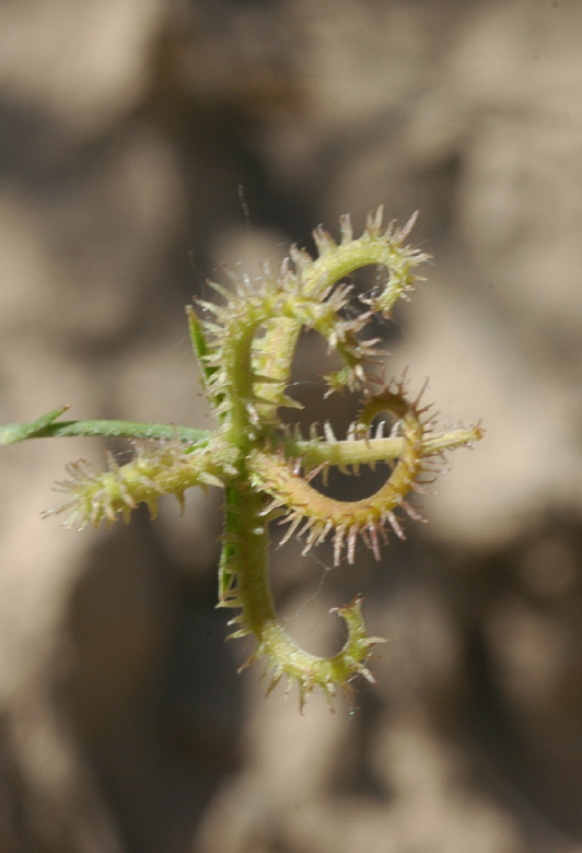 Image of Koelpinia linearis specimen.