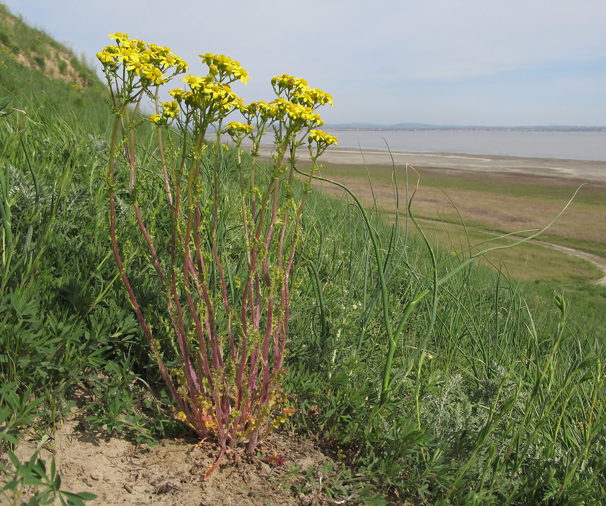 Изображение особи Senecio vernalis.