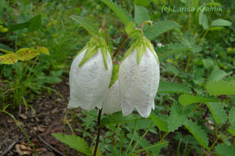 Изображение особи Campanula punctata.