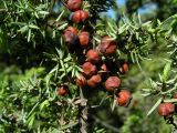 Juniperus deltoides