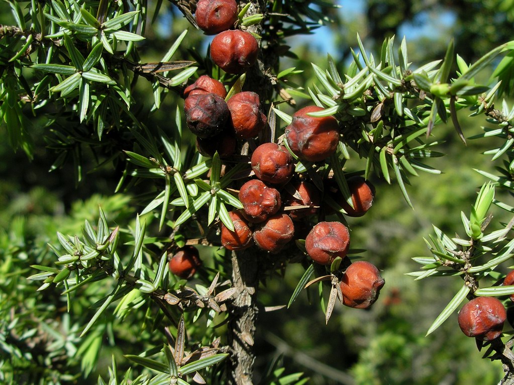 Изображение особи Juniperus deltoides.