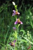 Ophrys apifera