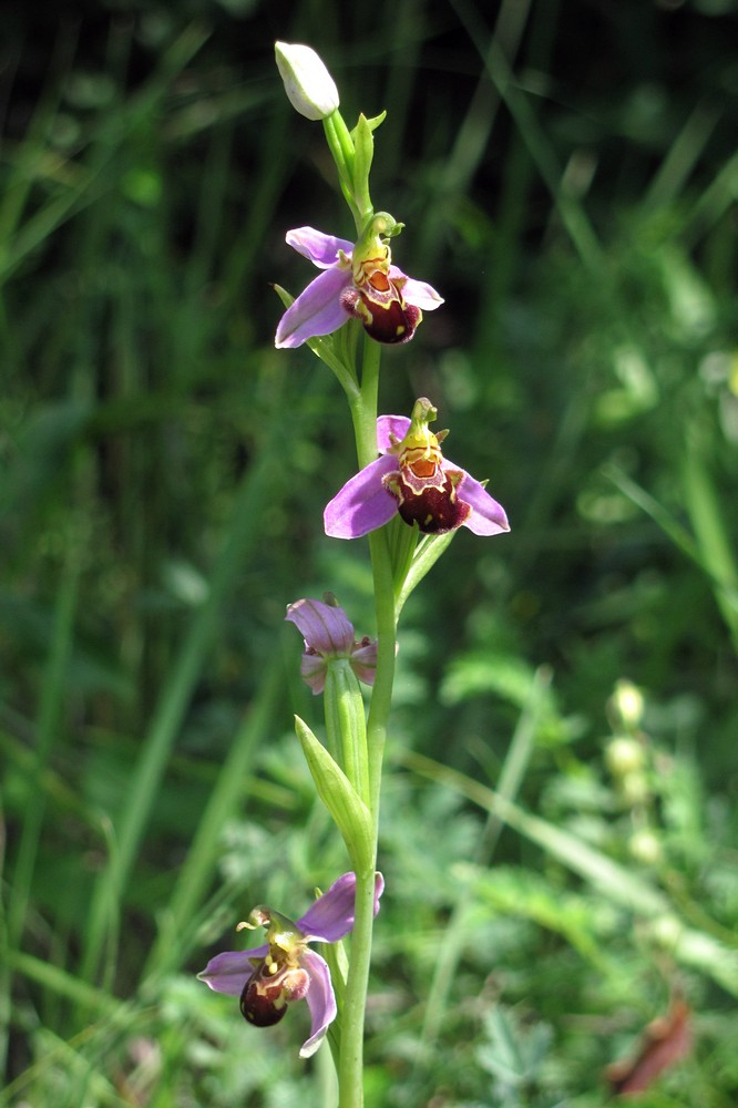 Image of Ophrys apifera specimen.