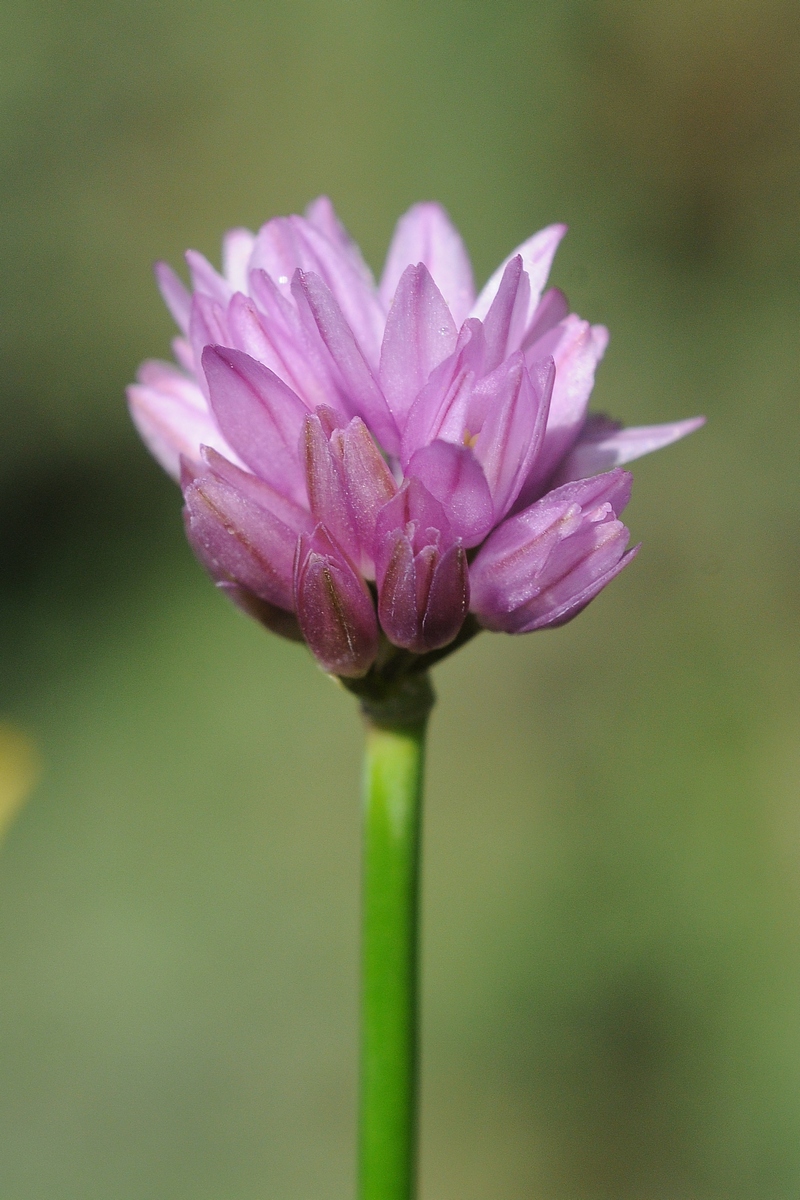 Изображение особи Allium sairamense.