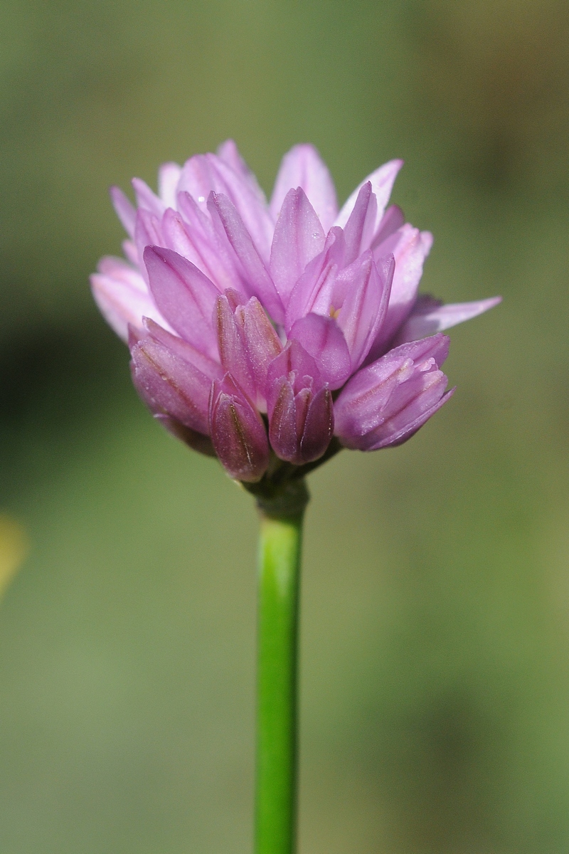 Image of Allium sairamense specimen.