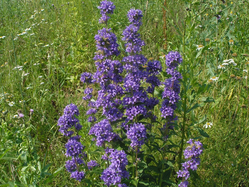 Image of Campanula glomerata specimen.