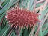 Xanthium orientale