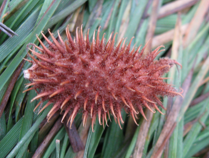 Изображение особи Xanthium orientale.