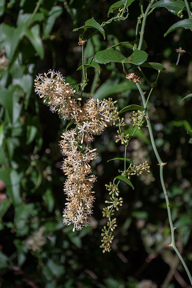 Image of Smilax aspera specimen.