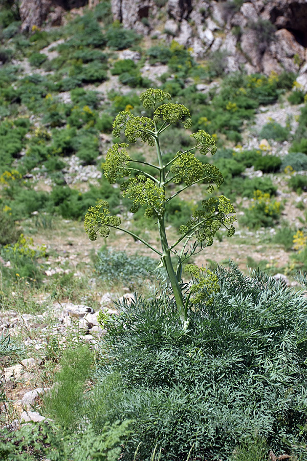 Image of Ferula penninervis specimen.