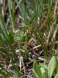 Carex capillaris