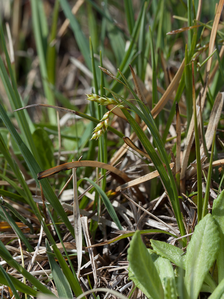 Изображение особи Carex capillaris.