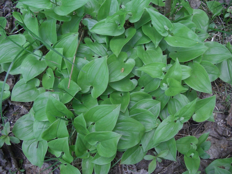 Image of Maianthemum bifolium specimen.