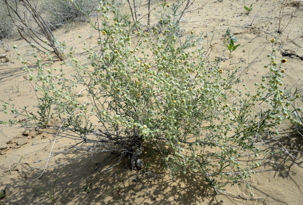 Image of Mausolea eriocarpa specimen.