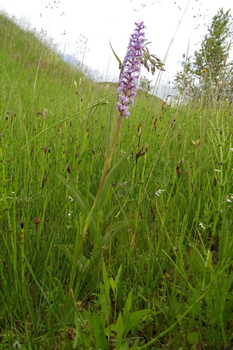 Изображение особи Gymnadenia conopsea.